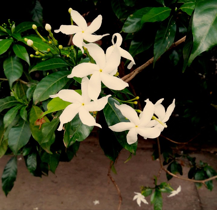 Jasmine