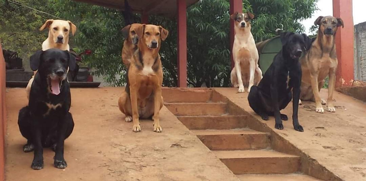 my dogs ..
