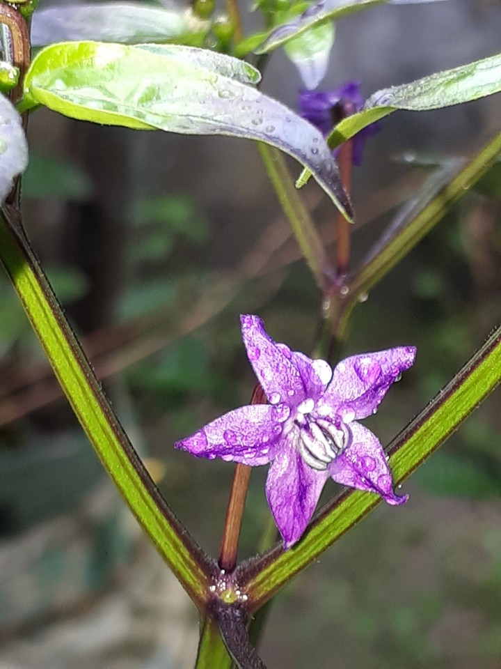 Rain Drop with Chilly Flower