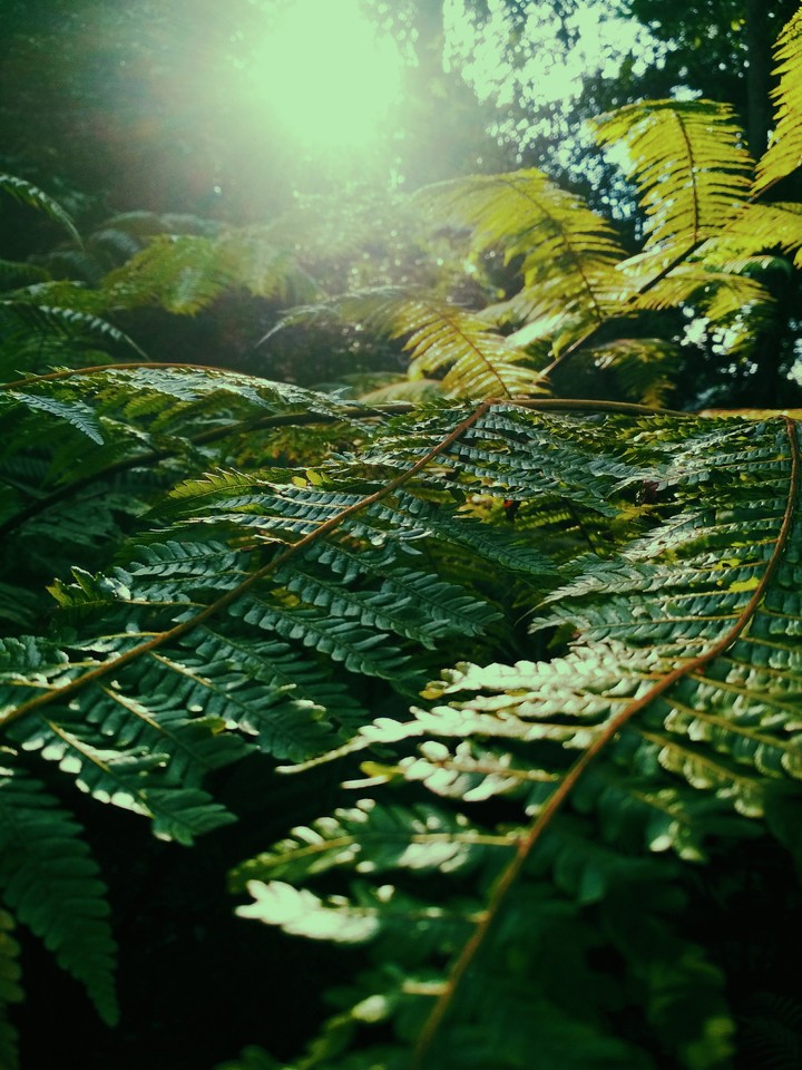 Ferns