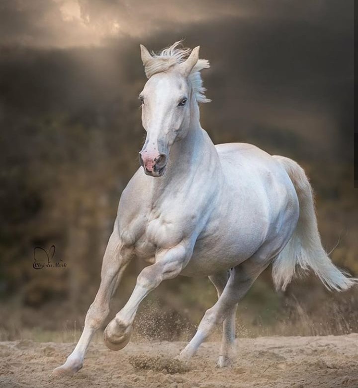 horse