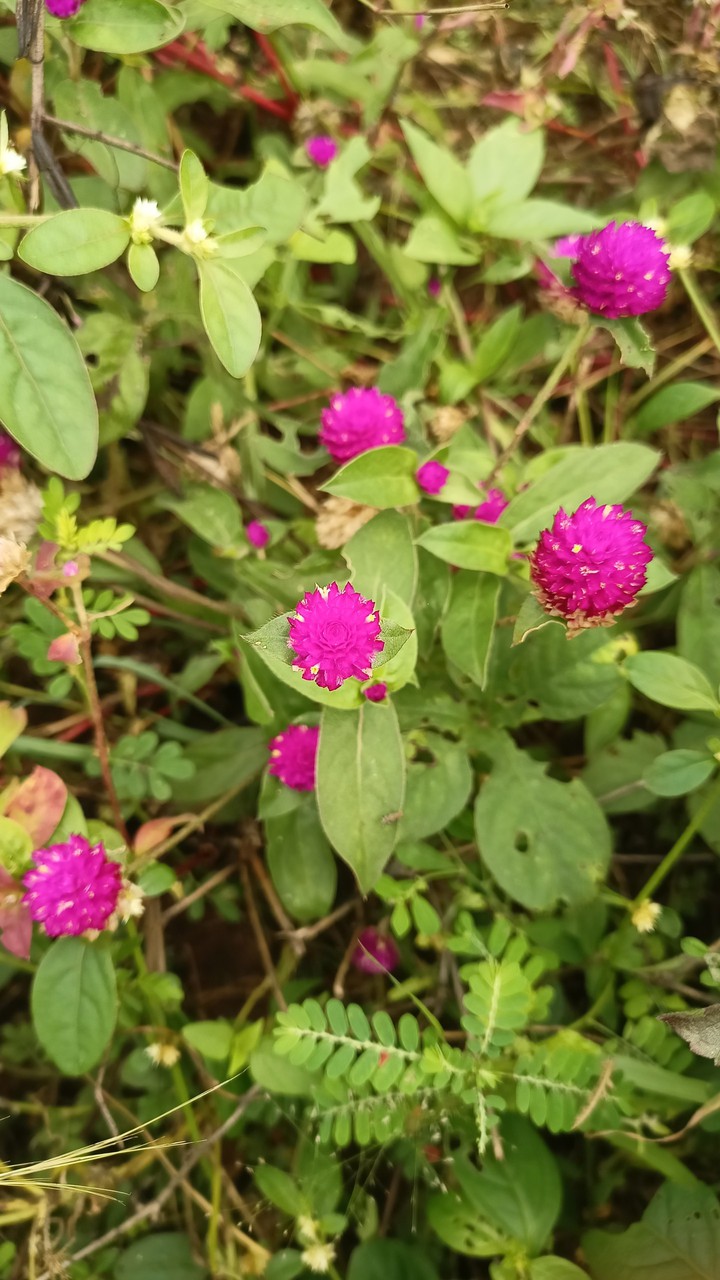 flowers