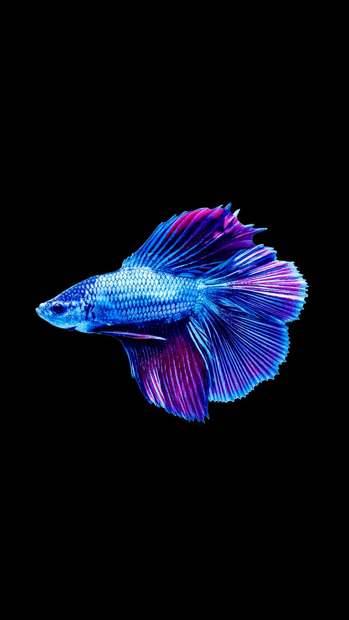 OSX Blue Fish