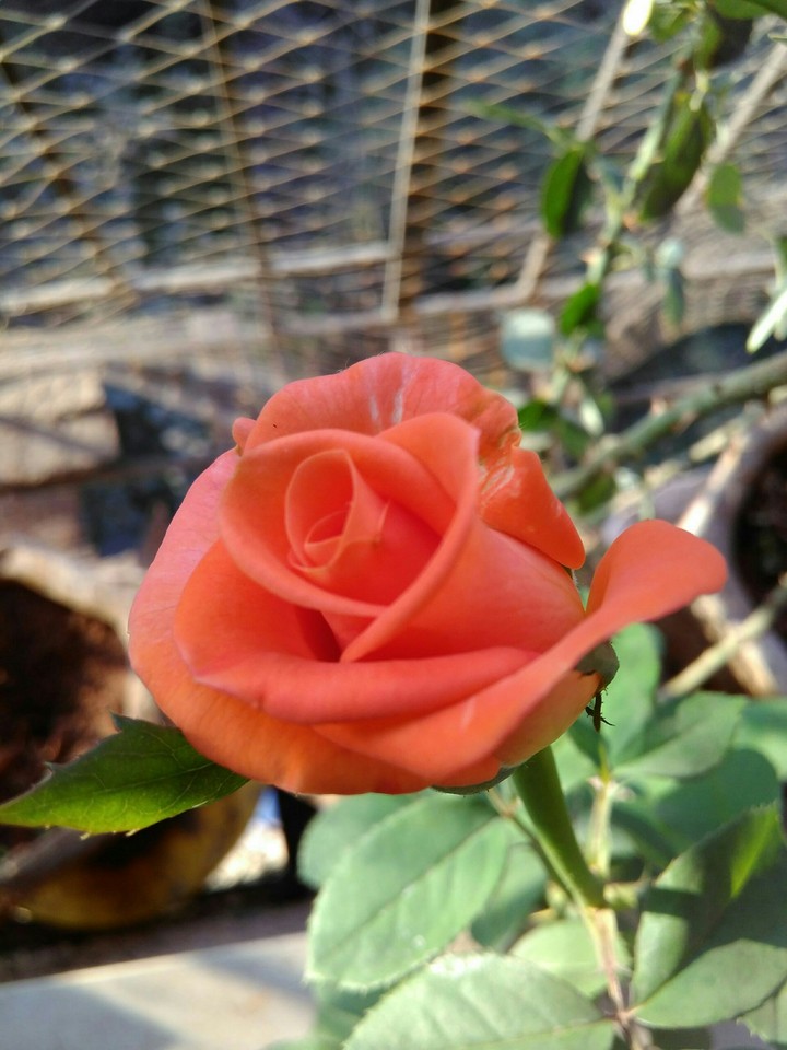beautiful rose
