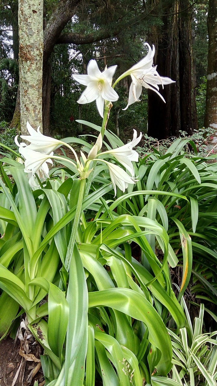 botanical park