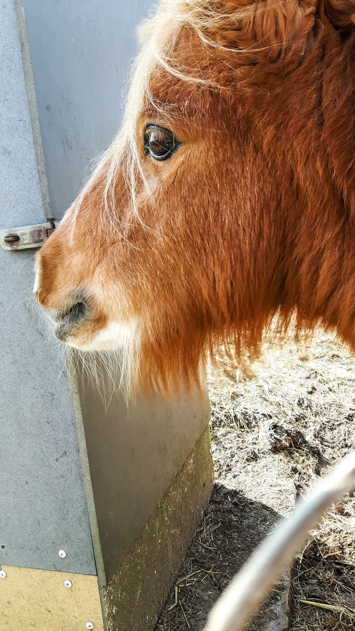 dutch horse
