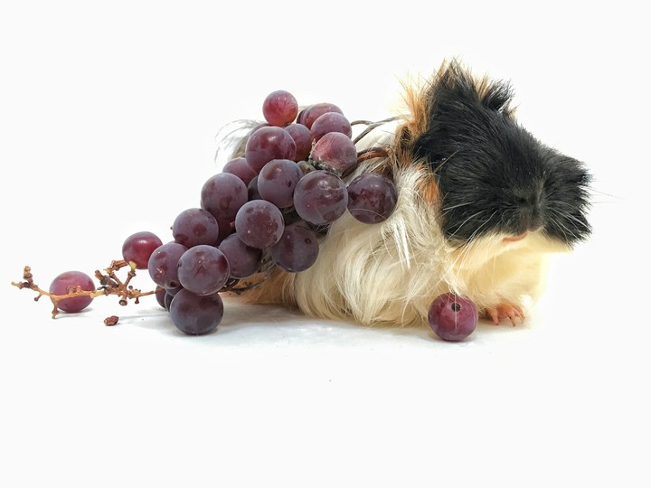 Guinea pig with a grape