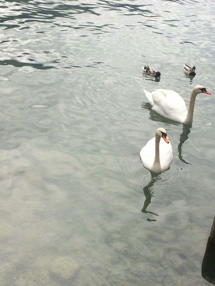 Cisnes bailando con patos