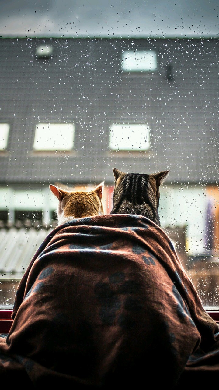 two cats