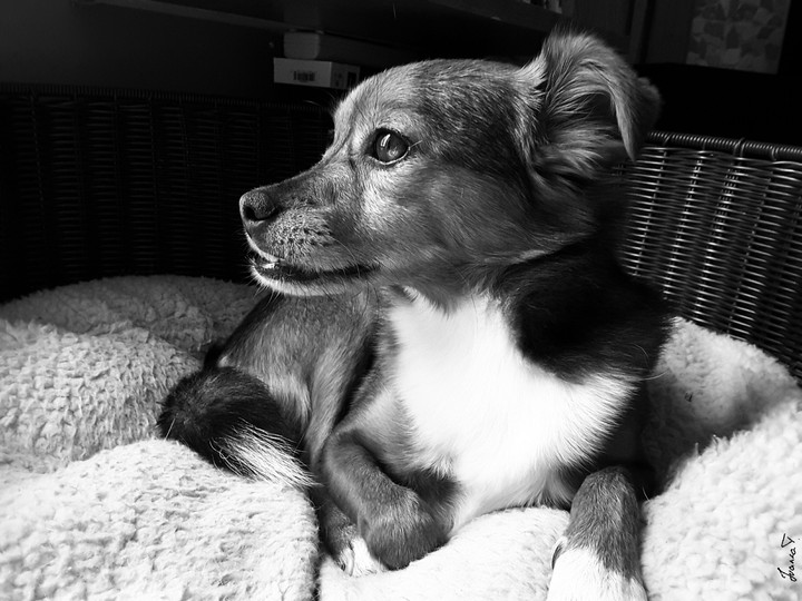 Dogy