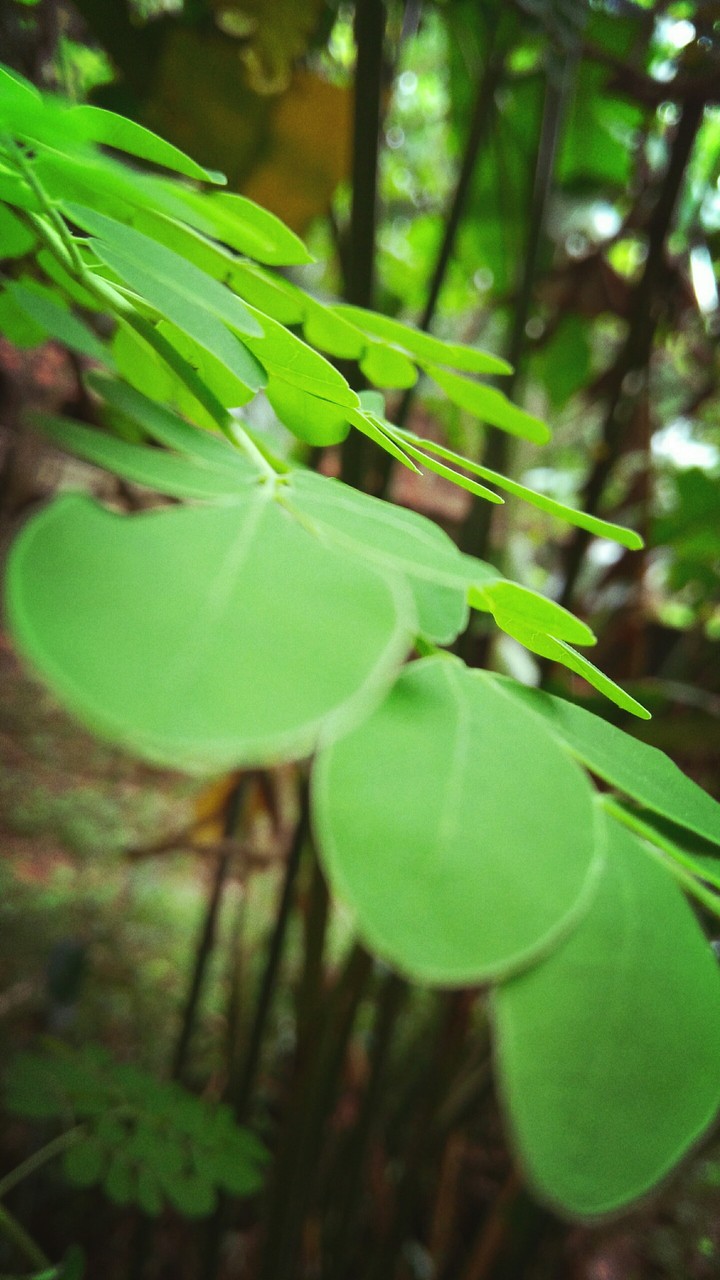 Moringa