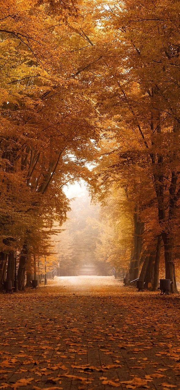 wallpaper leaf, forest