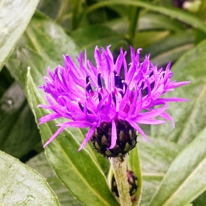 Fleurs