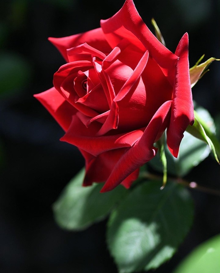 Roses