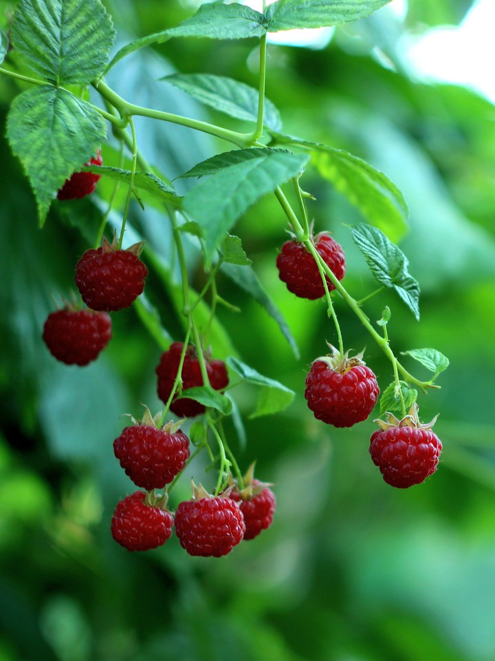 Raspberries