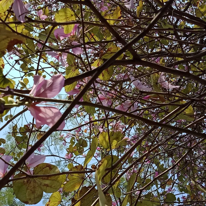 Pinks