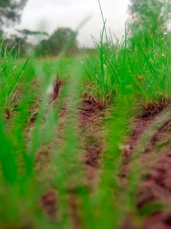 grass