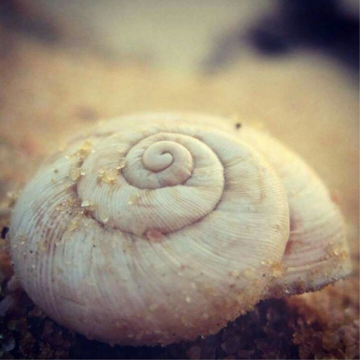 shell in desert