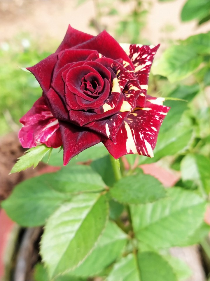 Rose