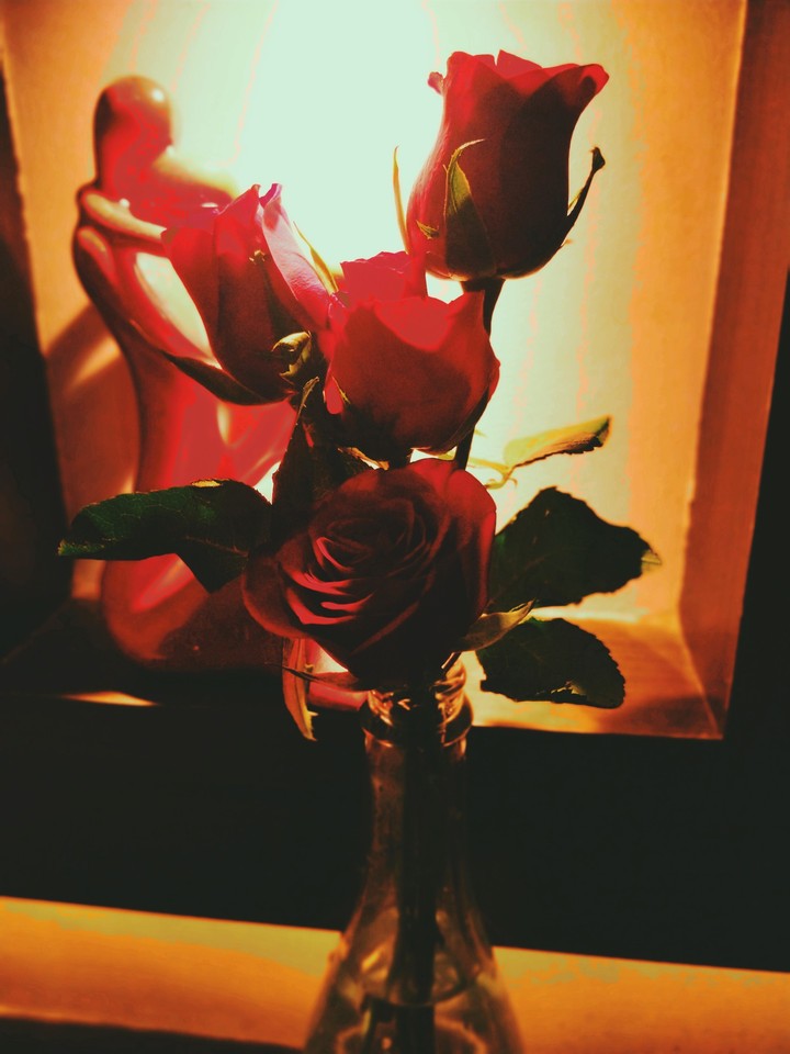 red_rose