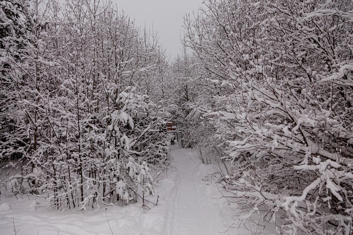 зимний лес