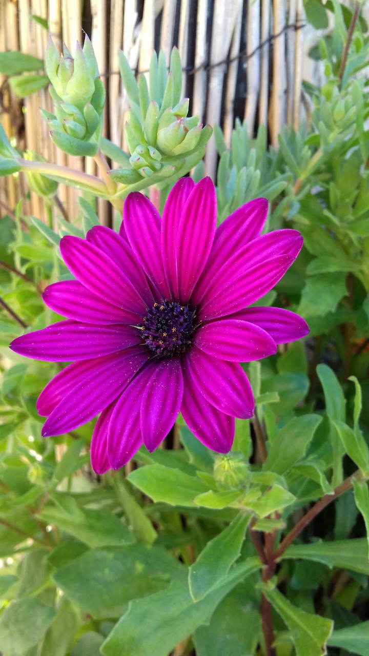 Pink or Purple?