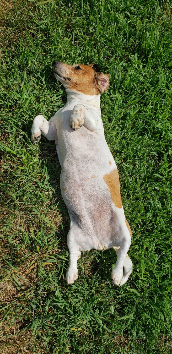 The Dog