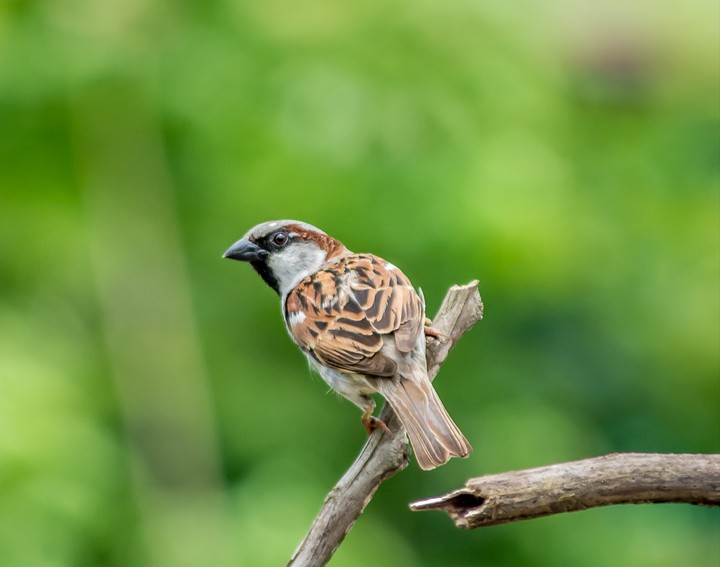 sparrow#expectation#lonely