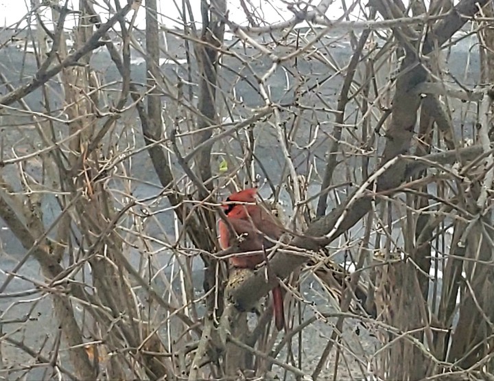 Cardinal in the shadows