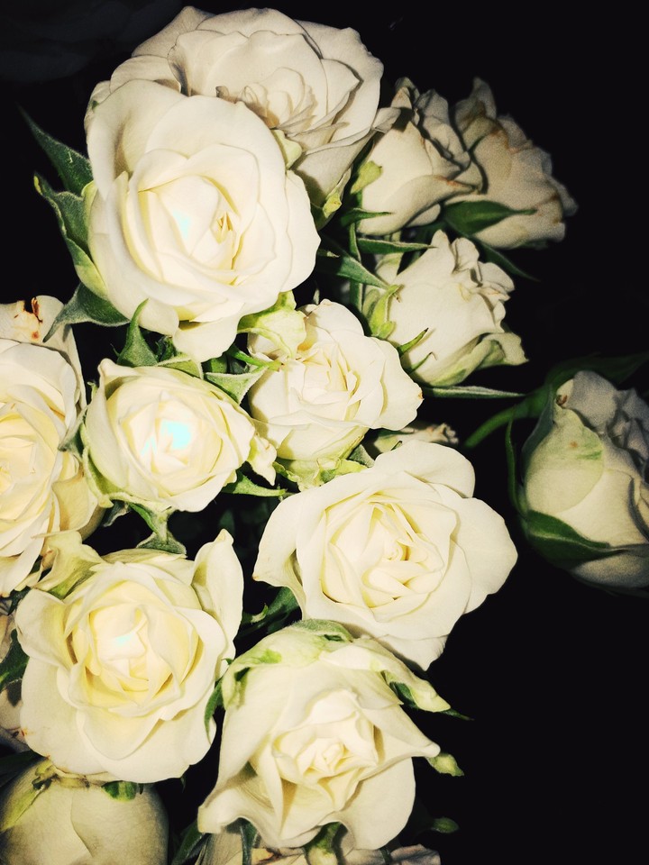 Roses are love and happy
