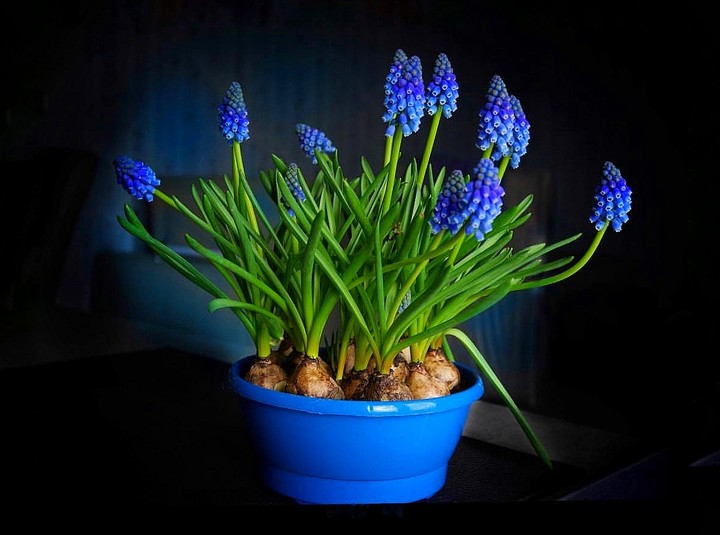Blue