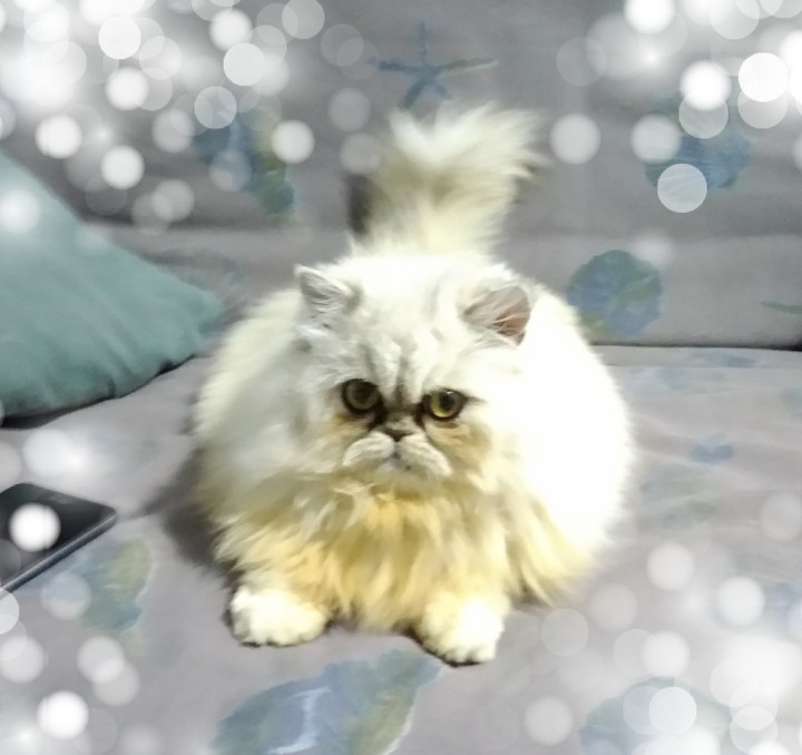 Mimi