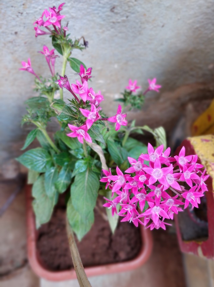 Winter flowers