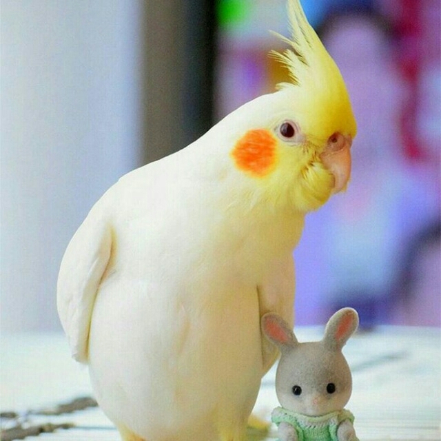 bird