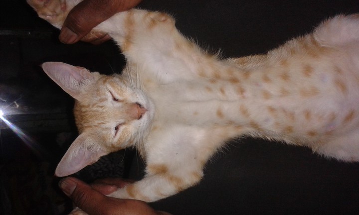 mini cat