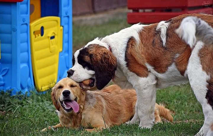 dogs