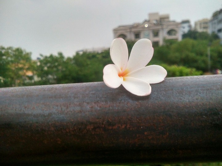 3d flower
