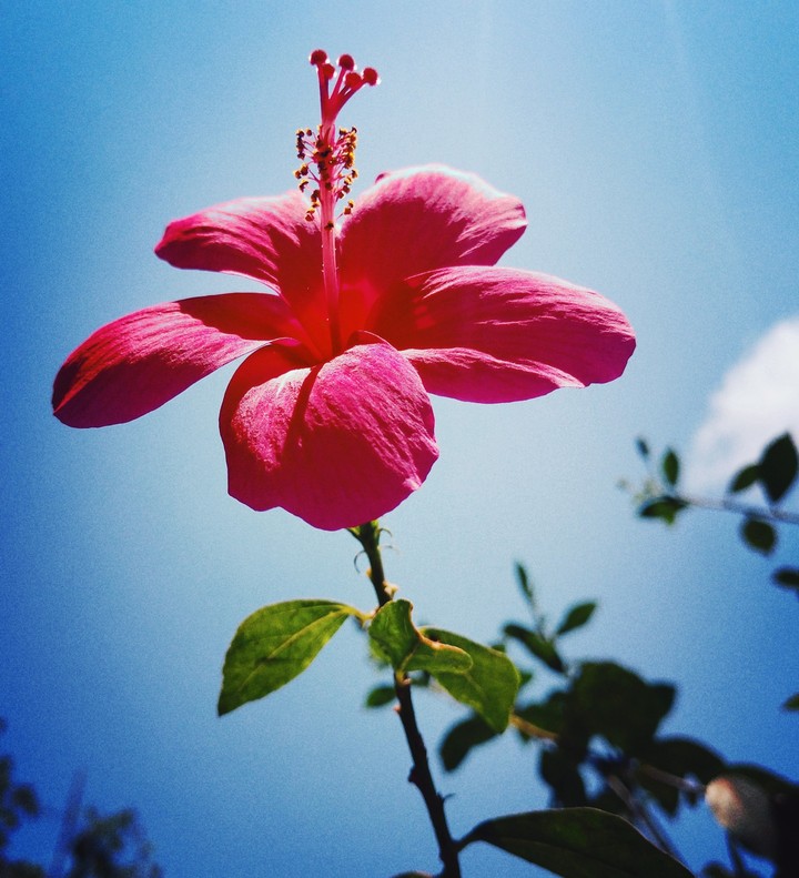## ThE FlowErzzzzz Mania ##