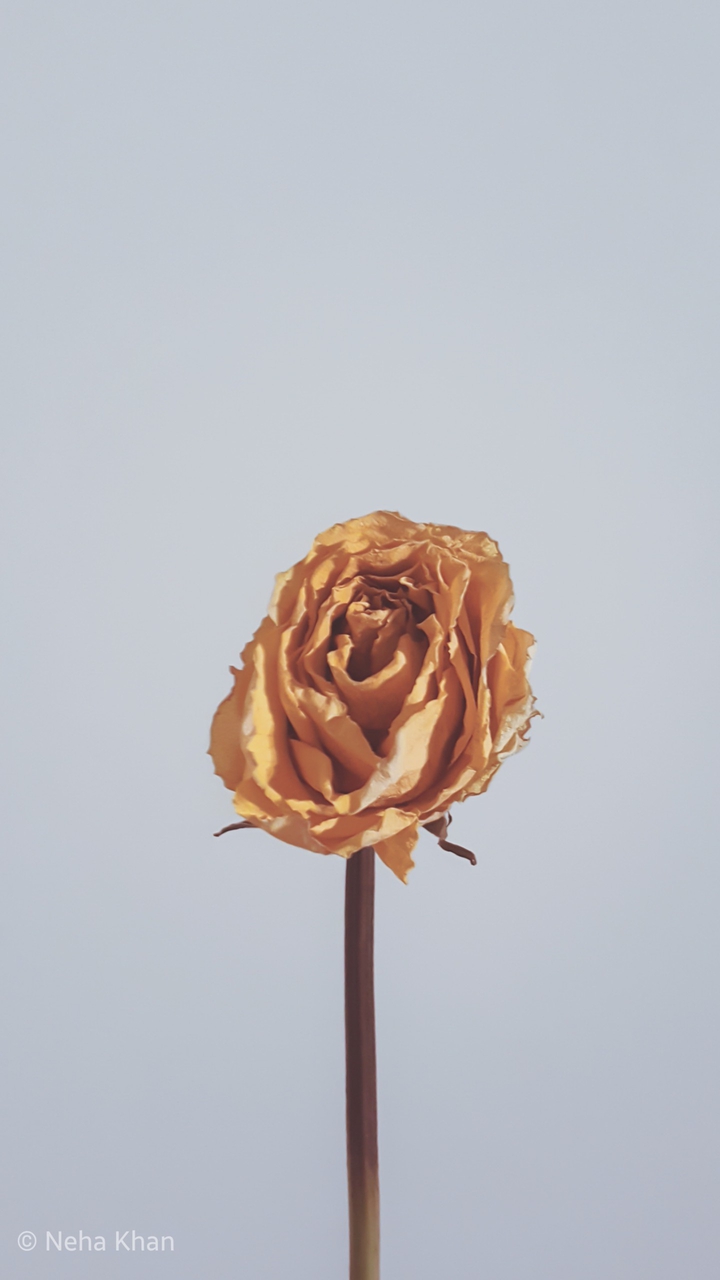rose