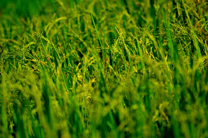 green paddy