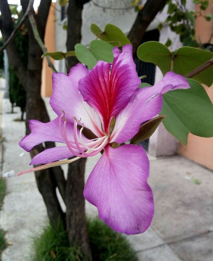 Belleza al aire libre.