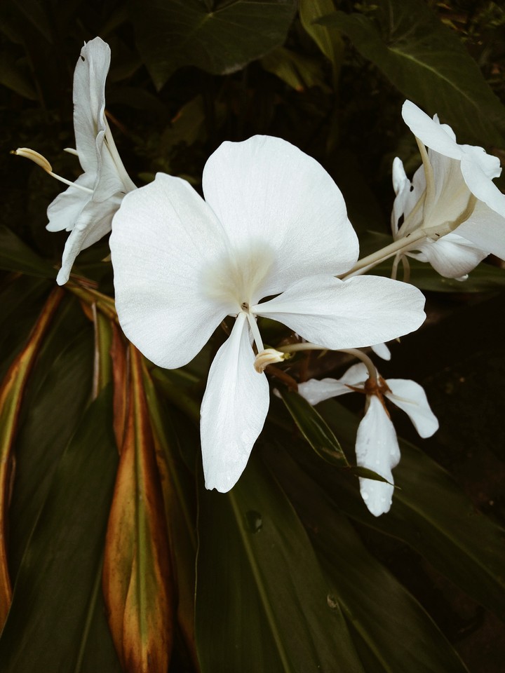 White flower
