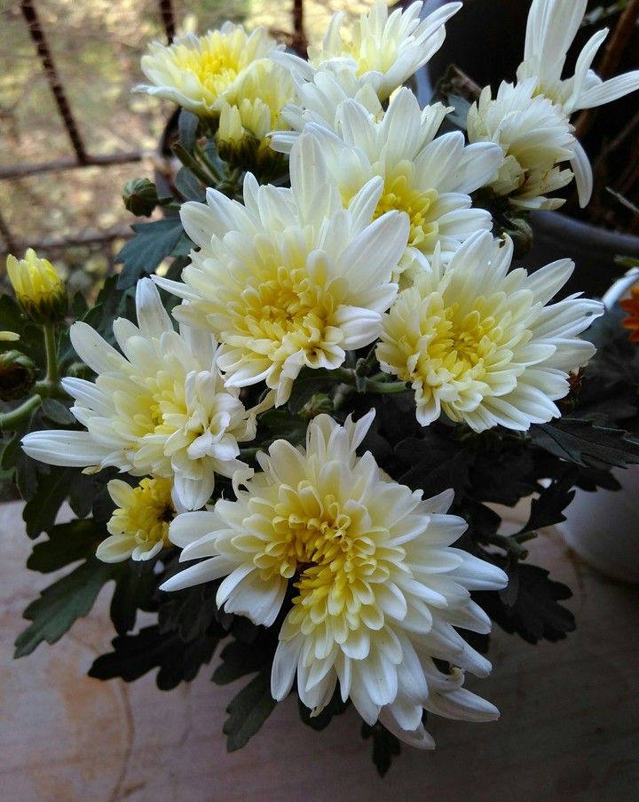chrysanthemum flowers