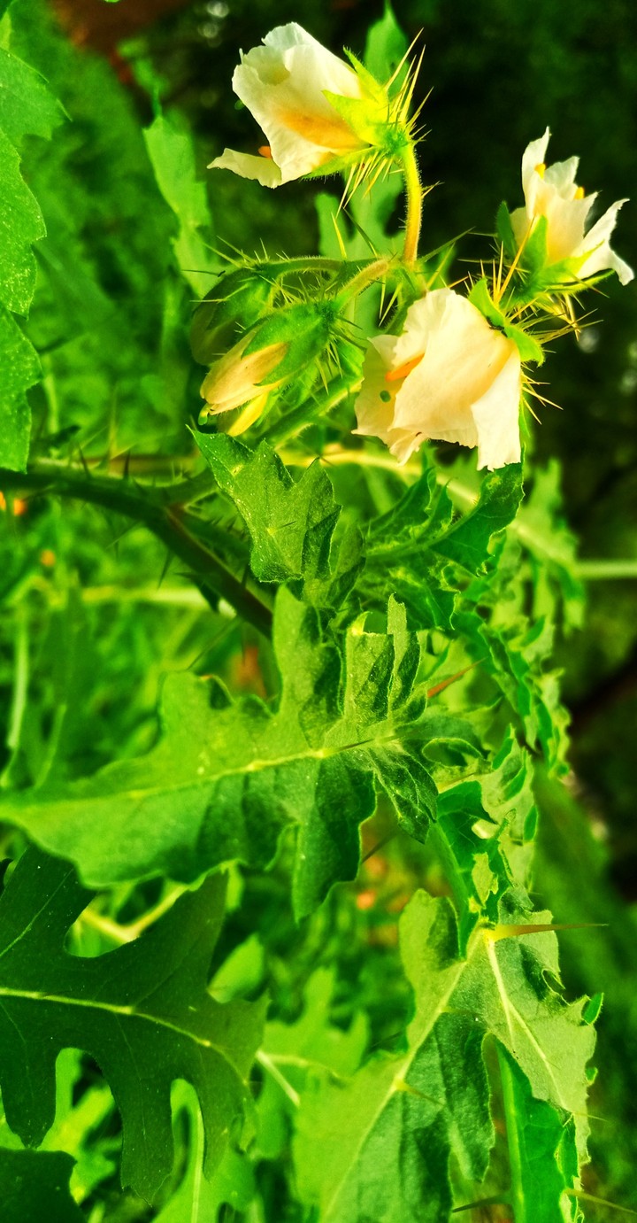 Flower