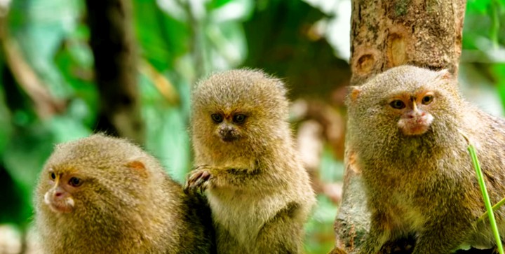 monkey