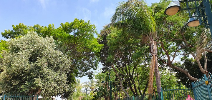 Trees