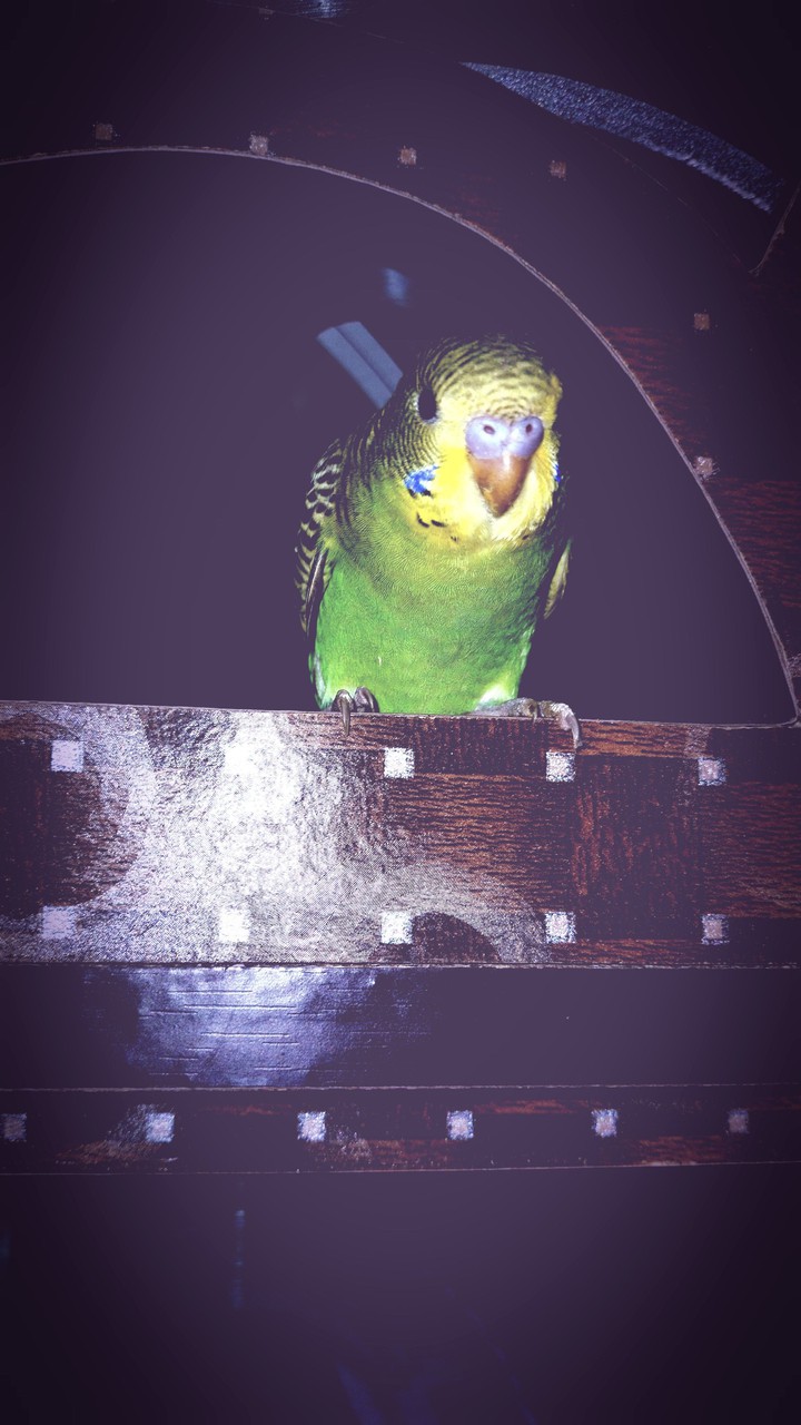 budgerigar Bird