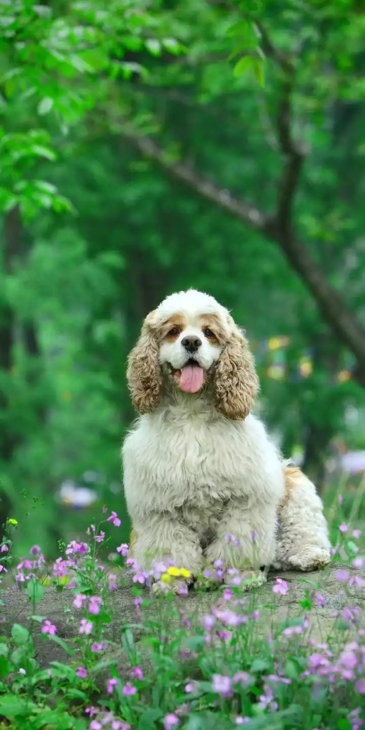 puppy on the nature