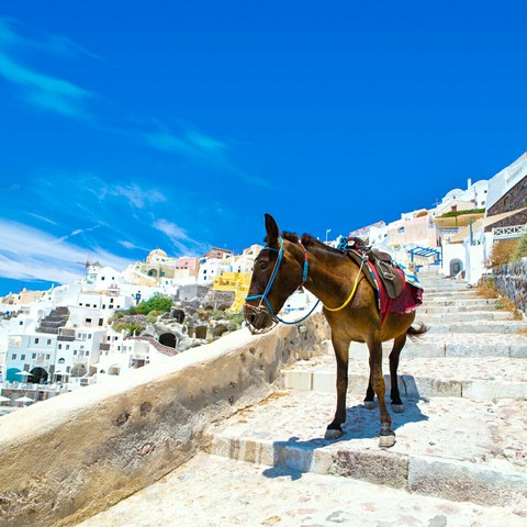 Tourism, horse वॉलपेपर