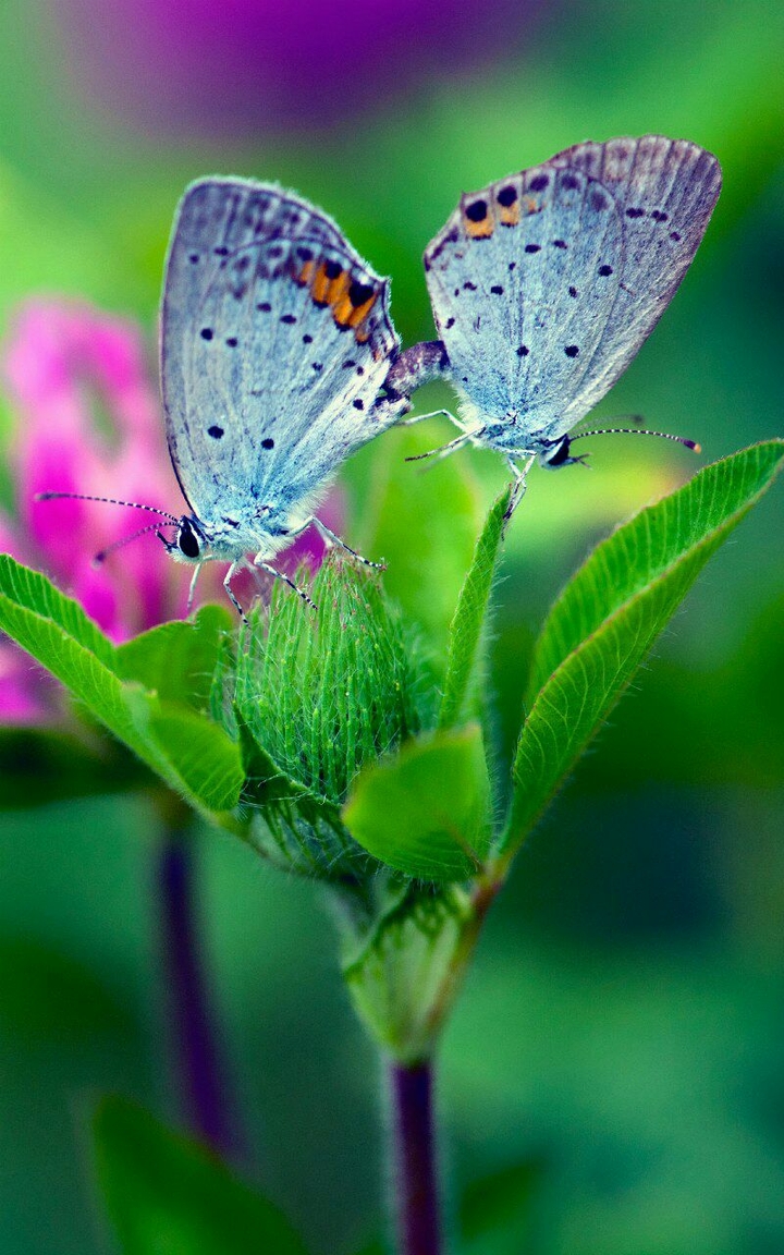 Natura 